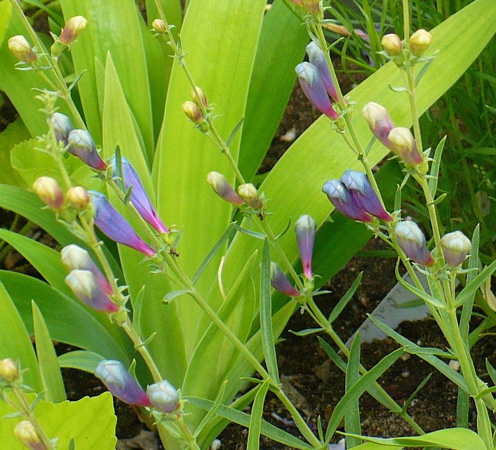 Photo of Foothill Penstemon (Penstemon heterophyllus 'Margarita BOP') uploaded by HemNorth