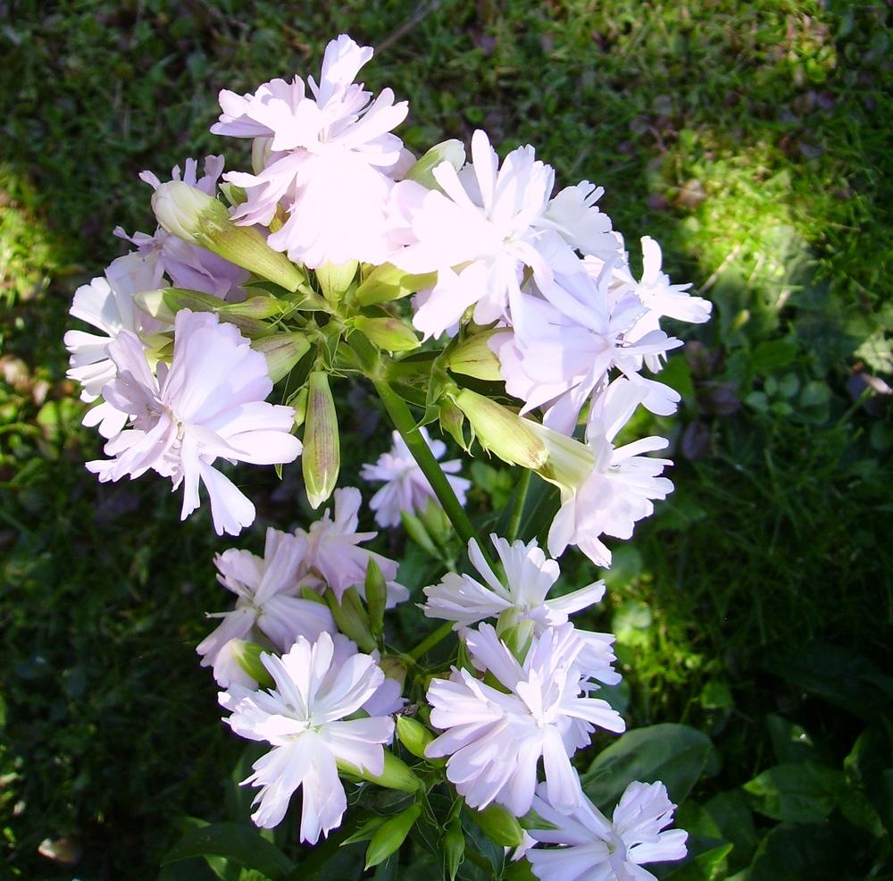Photo of Bouncing Bet (Saponaria officinalis 'Flore Pleno') uploaded by HemNorth