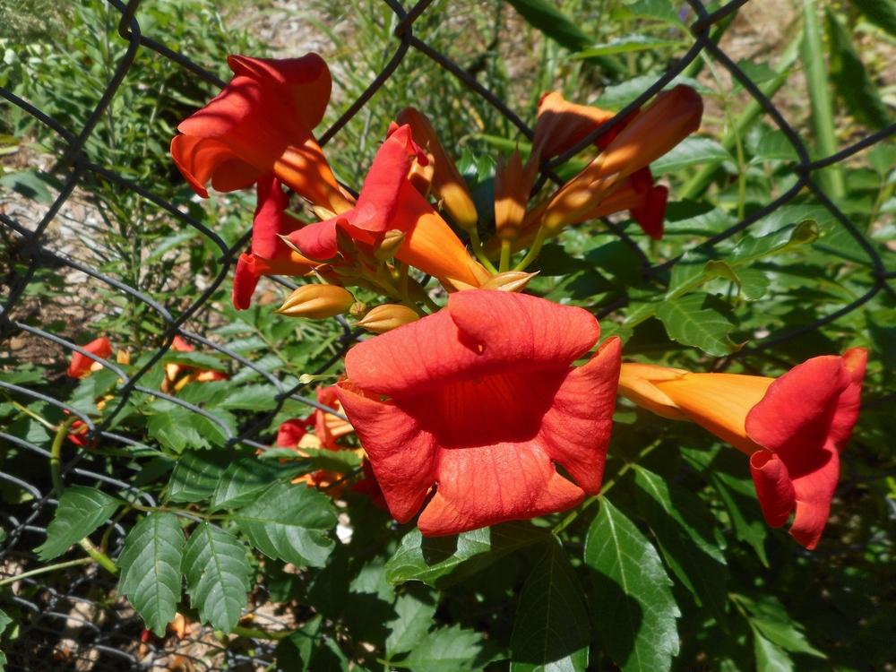 Photo of Trumpet Vine (Campsis Summer Jazz™ Fire) uploaded by Kabby
