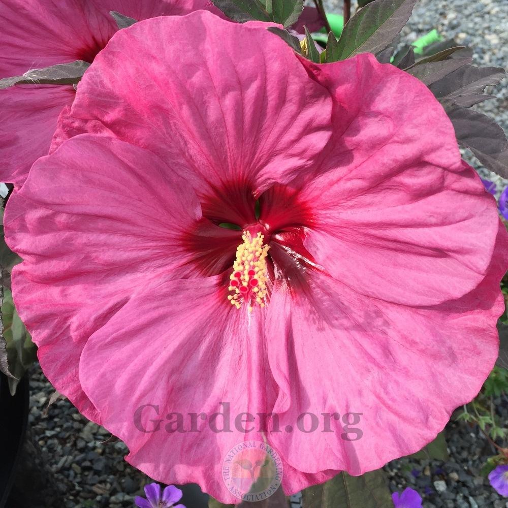 Photo of Hybrid Hardy Hibiscus (Hibiscus Summerific™ Berry Awesome) uploaded by Patty