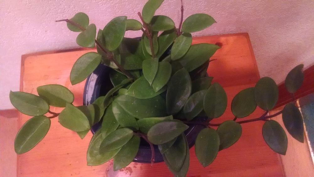 Photo of Wax Plant (Hoya carnosa) uploaded by lauriebasler