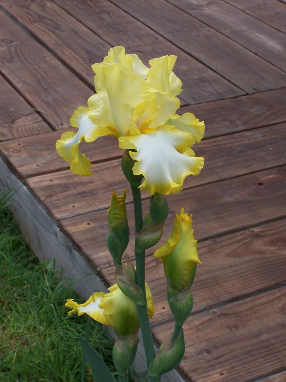 Photo of Tall Bearded Iris (Iris 'Eastertime') uploaded by mbotanas