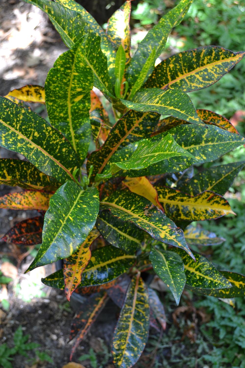 Photo of Croton (Codiaeum variegatum 'Freckles') uploaded by sunkissed