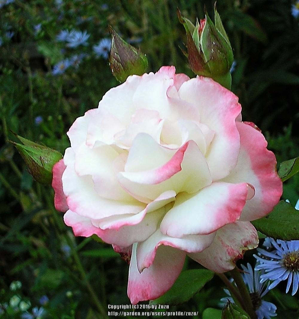 Photo of Rose (Rosa 'Little Darling') uploaded by zuzu