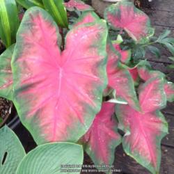 Location: Orangeburg, SC
Date: 2016-08-30
Caladium 'Florida Cardinal' has very vibrant colored leaves - I l