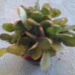 Location: Orangeburg, SC
Date: 2015-06-12
Hatiora Gaertneri-Easter cactus leaves