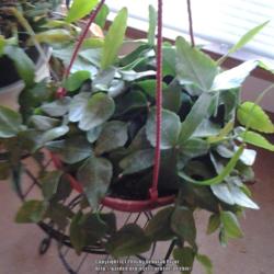 Location: Orangeburg, SC
Date: 2016-03-21
Rhipsalis elliptica is one of the easiest in the genus to grow
