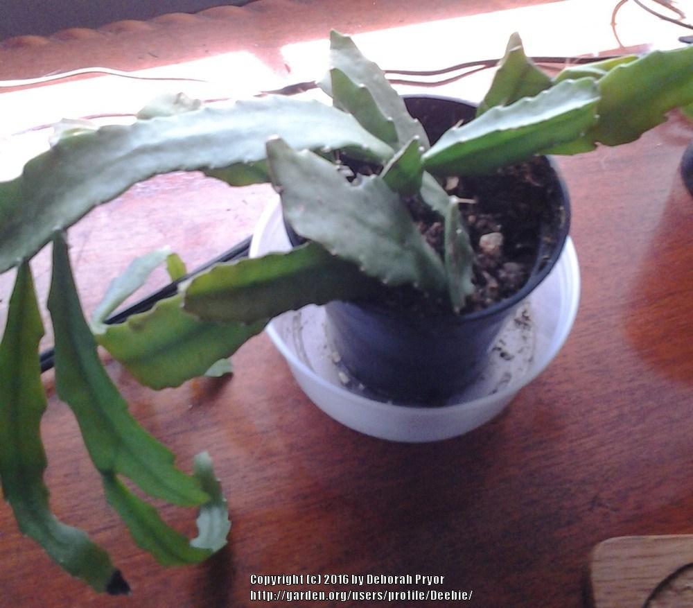 Photo of Bird's Foot Cactus (Rhipsalis micrantha) uploaded by Deebie