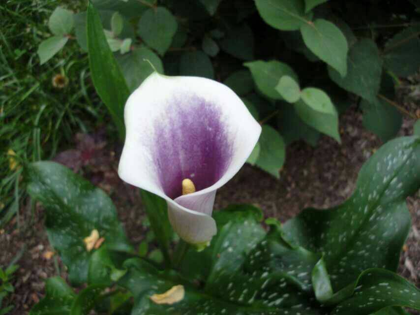 Photo of Calla Lily (Zantedeschia pentlandii 'Picasso') uploaded by Donnerville