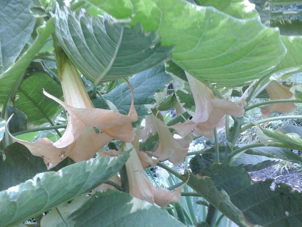Photo of Angel Trumpet (Brugmansia 'Maya') uploaded by Donnerville