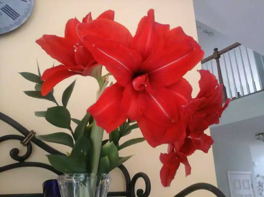 Photo of Double Amaryllis (Hippeastrum 'Red Peacock') uploaded by Donnerville