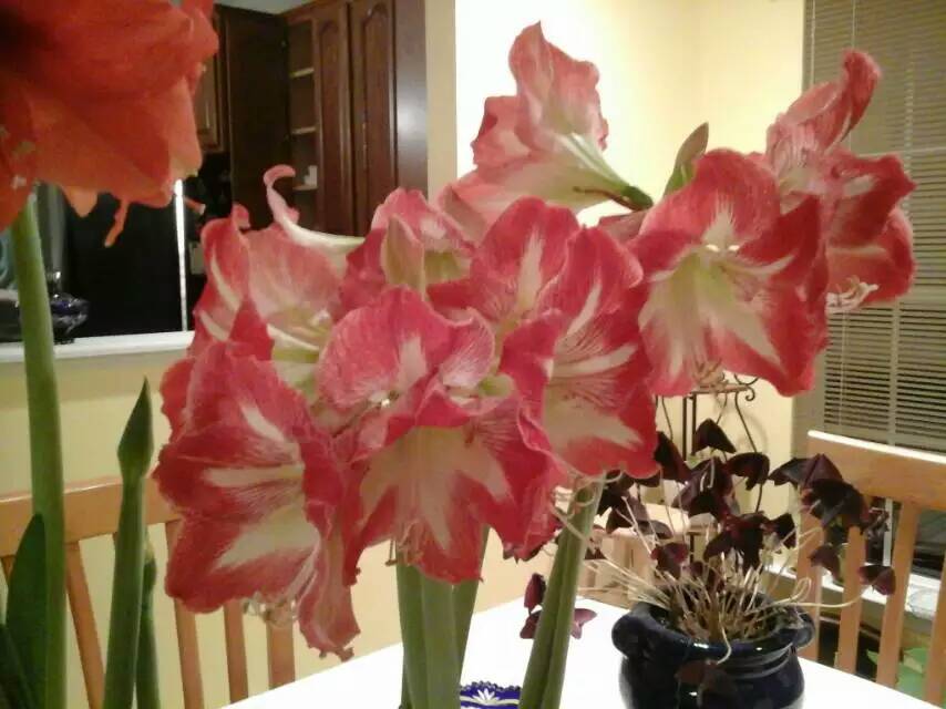 Photo of Amaryllis (Hippeastrum 'Minerva') uploaded by Donnerville