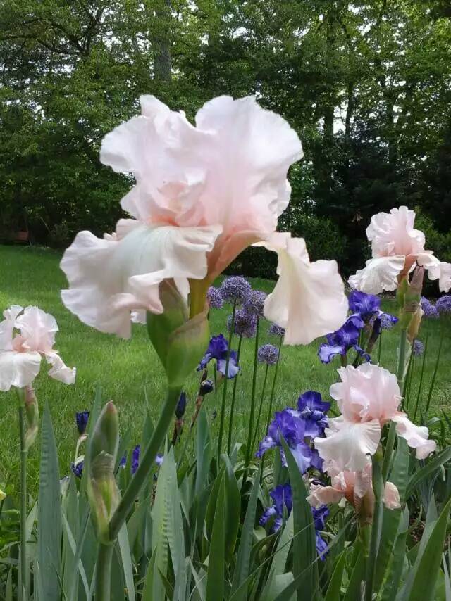 Photo of Tall Bearded Iris (Iris 'Beverly Sills') uploaded by Donnerville
