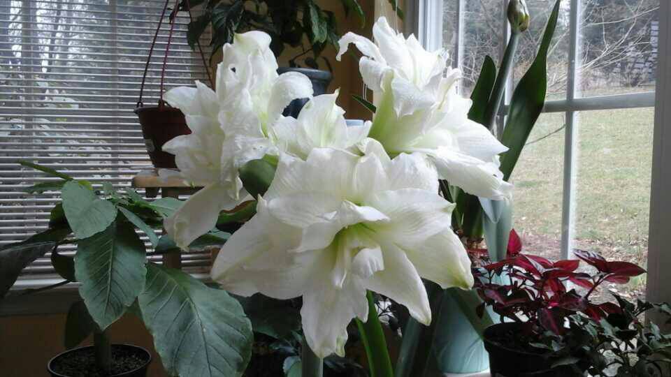 Photo of Amaryllis (Hippeastrum 'White Nymph') uploaded by Donnerville