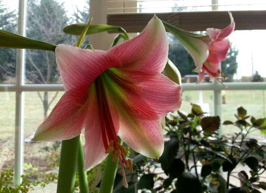 Photo of Amaryllis (Hippeastrum 'Misty') uploaded by Donnerville