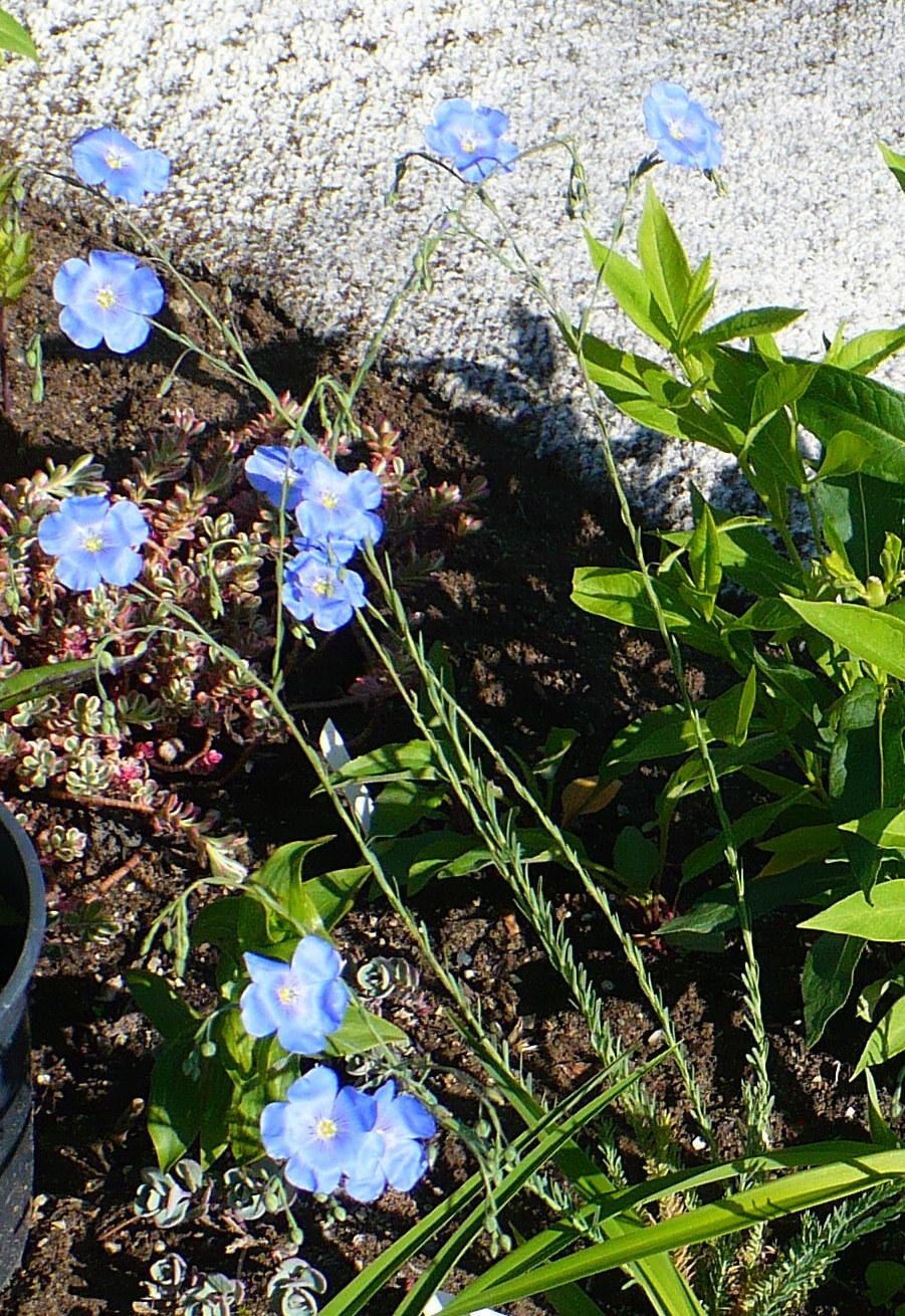 Photo of Blue Flax (Linum perenne 'Sapphire') uploaded by HemNorth