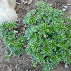 Location: Nora's Garden - Castlegar, B.C.
Date: 2016-04-26
 7:06 pm.  An exquisite plant, with silver edges and backing to t