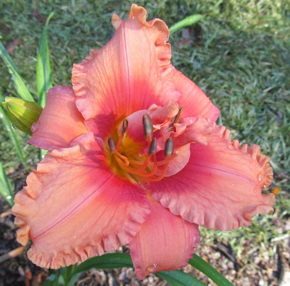 Photo of Daylily (Hemerocallis 'But Wait, There's More') uploaded by Sscape