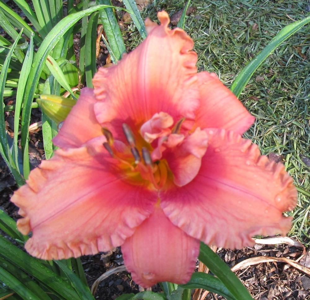 Photo of Daylily (Hemerocallis 'But Wait, There's More') uploaded by Sscape