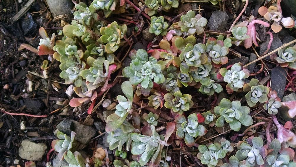 Photo of Stonecrop (Sedum spathulifolium subsp. pruinosum 'Cape Blanco') uploaded by lauriebasler