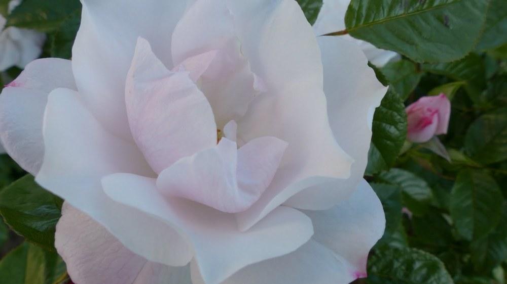 Photo of Rose (Rosa 'Pearl Drift') uploaded by mbotanas