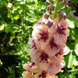 Location: Riverview, Robson, B.C.
Date: 2009-06-12
 7:57 am. Verbascum phoenicium 'Southern Charm' has it all. Grace