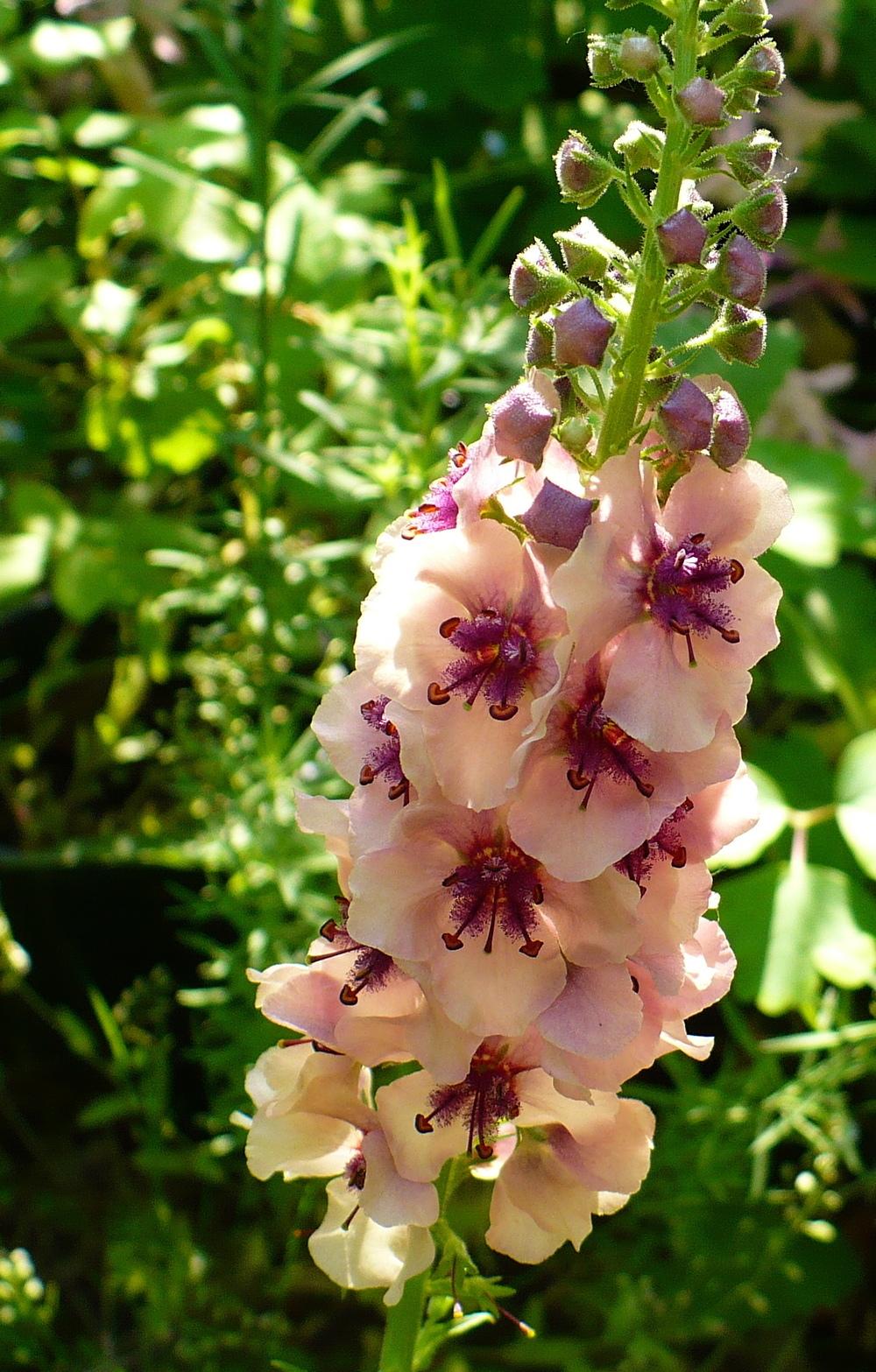 Photo of Ornamental Mullein (Verbascum 'Southern Charm') uploaded by HemNorth