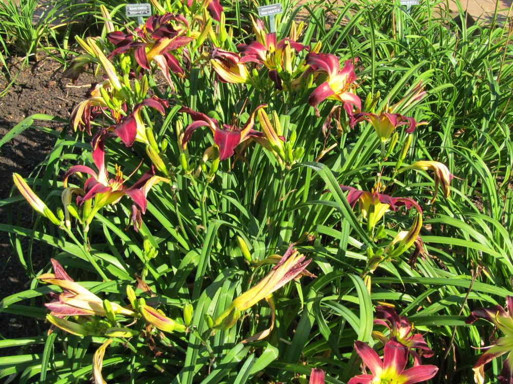 Photo of Daylily (Hemerocallis 'Aliens in the Garden') uploaded by Sscape
