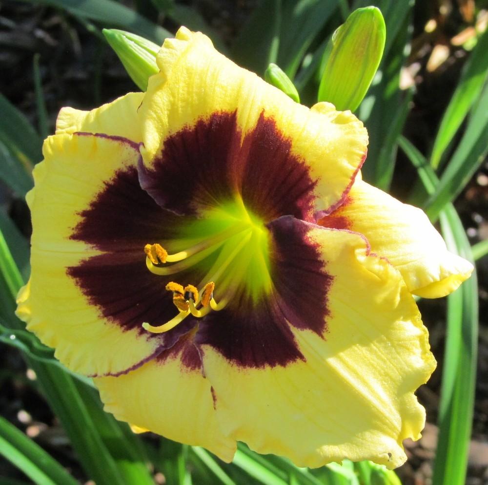 Photo of Daylily (Hemerocallis 'Lillian's Baby for a Day') uploaded by Sscape