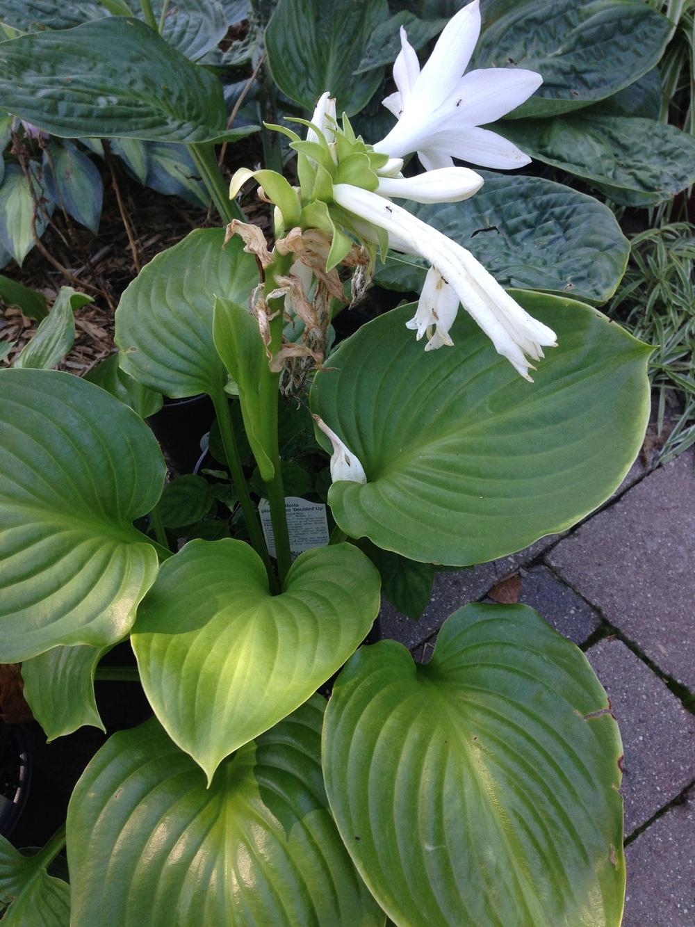 Photo of Hosta 'Doubled Up' uploaded by crawgarden