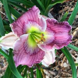 Location: My zone 5 garden
Date: 2016-08-31
Gizmo is reblooming on 8-31-16.  I noticed some others that are s