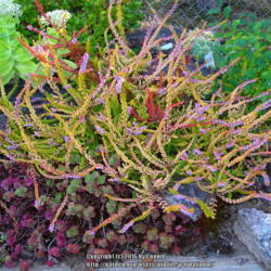 Location: Willamette Valley Oregon
Date: 2016-08-25
Growing on table garden.  Phedimus spurius 'Ruby Mantle' is in th