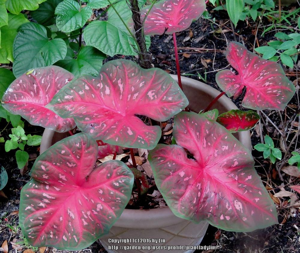 Photo of Fancy-leaf Caladium (Caladium 'Red Flash') uploaded by plantladylin