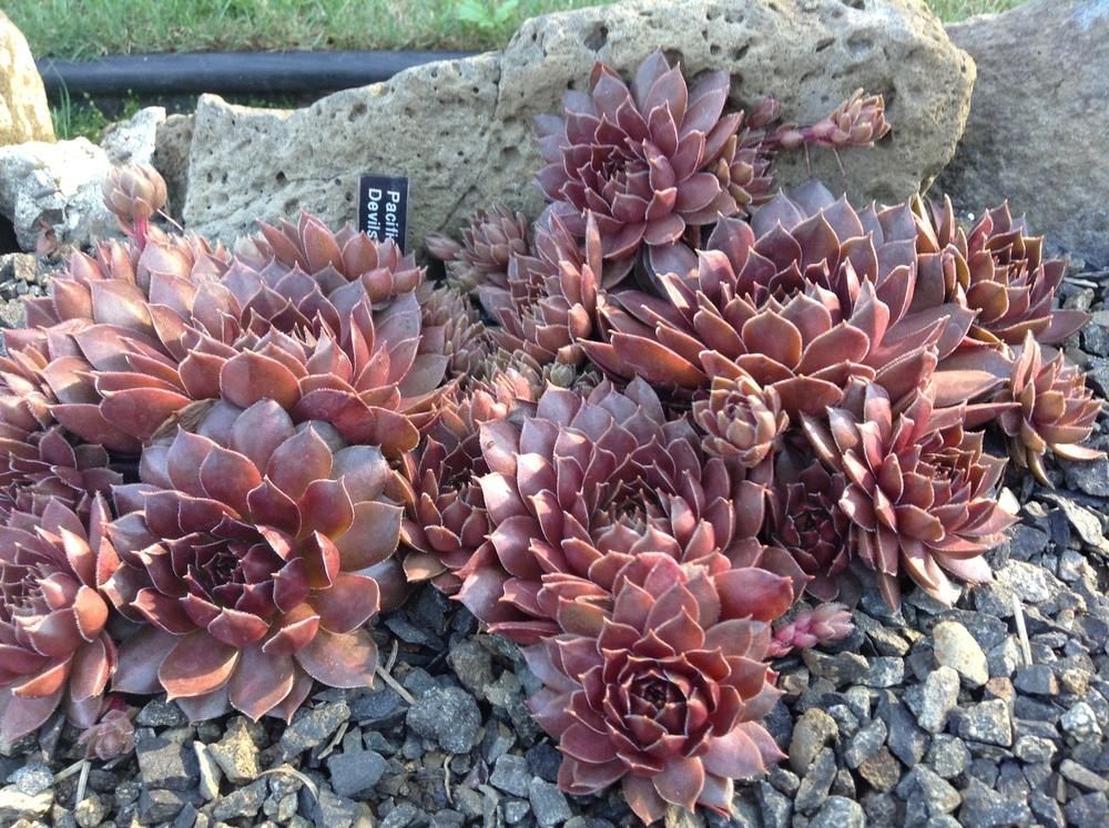 Photo of Hen and Chicks (Sempervivum 'Pacific Devil's Food') uploaded by tcstoehr