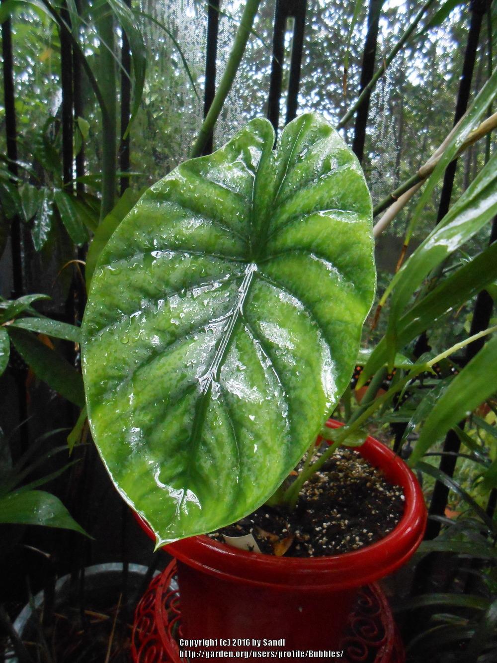 Photo of Green Shield Alocasia (Alocasia clypeolata) uploaded by Bubbles
