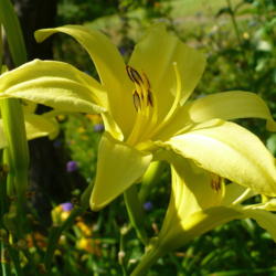 Location: Riverview, Robson, B.C.
Date: 2009-07-24
 11:02 am. A beautiful clear yellow - always a pleasure to greet 
