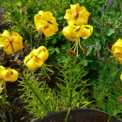Location: Nora's Garden - Castlegar, B.C.
Date: 2012-07-15
 4:53 pm. These richly golden Lilies graciously surround the Bird