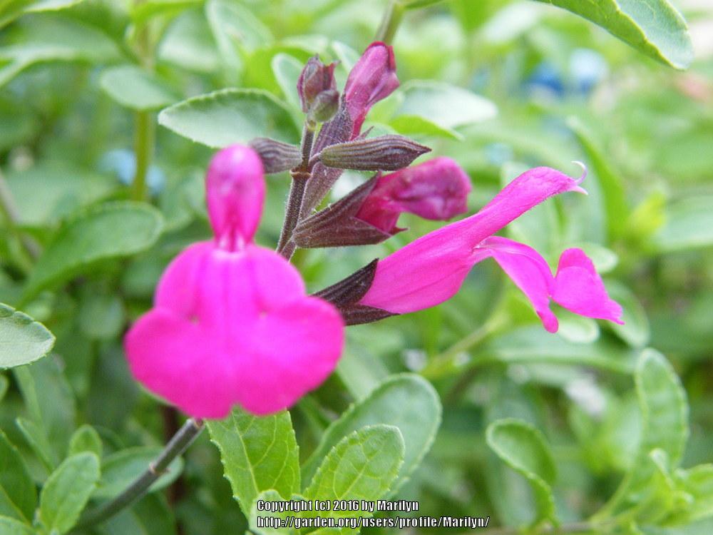Photo of Mountain Sage (Salvia x jamensis Heatwave™ Brilliance) uploaded by Marilyn