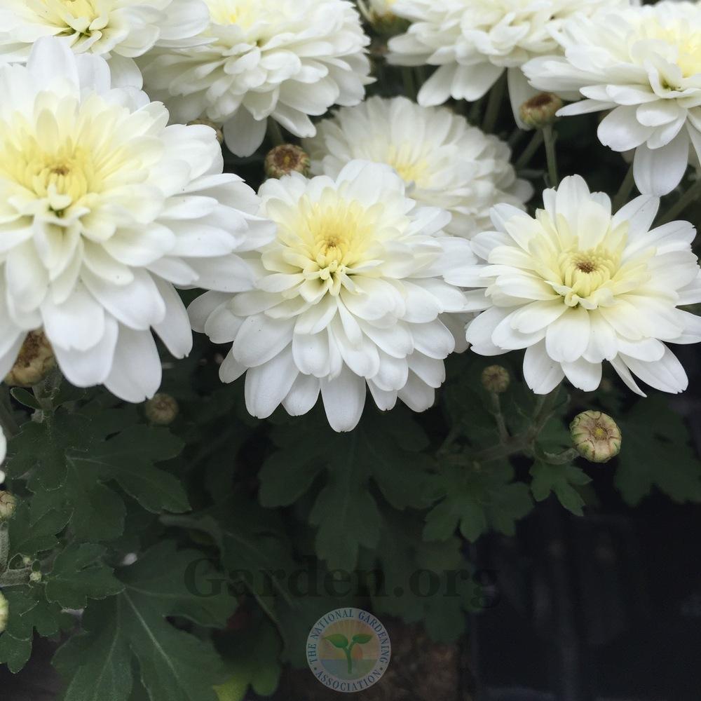Photo of Chrysanthemum 'Aspen White' uploaded by Patty