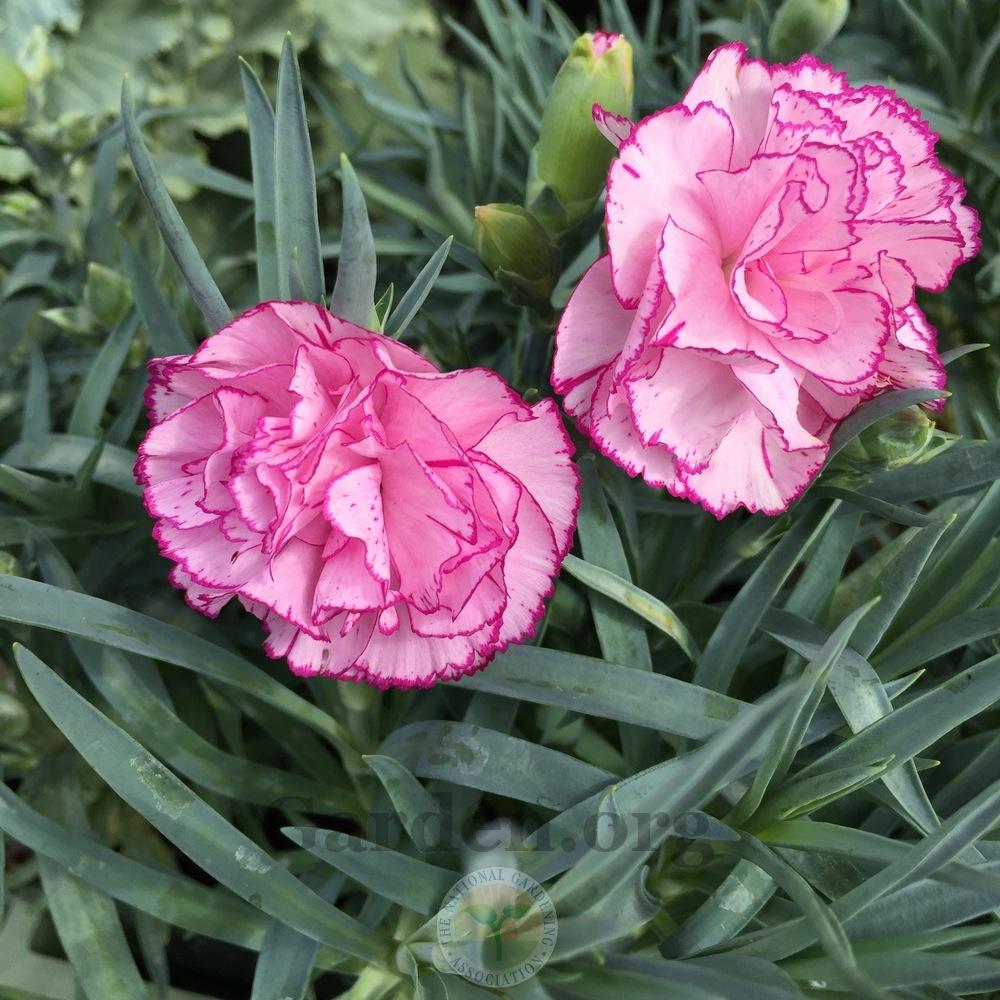 Photo of Dianthus 'Chantilly' uploaded by Patty