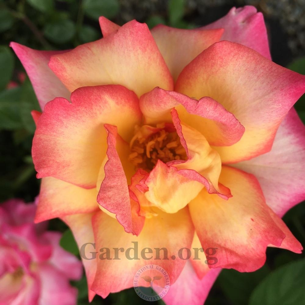 Photo of Rose (Rosa 'Rainbow Sorbet') uploaded by Patty