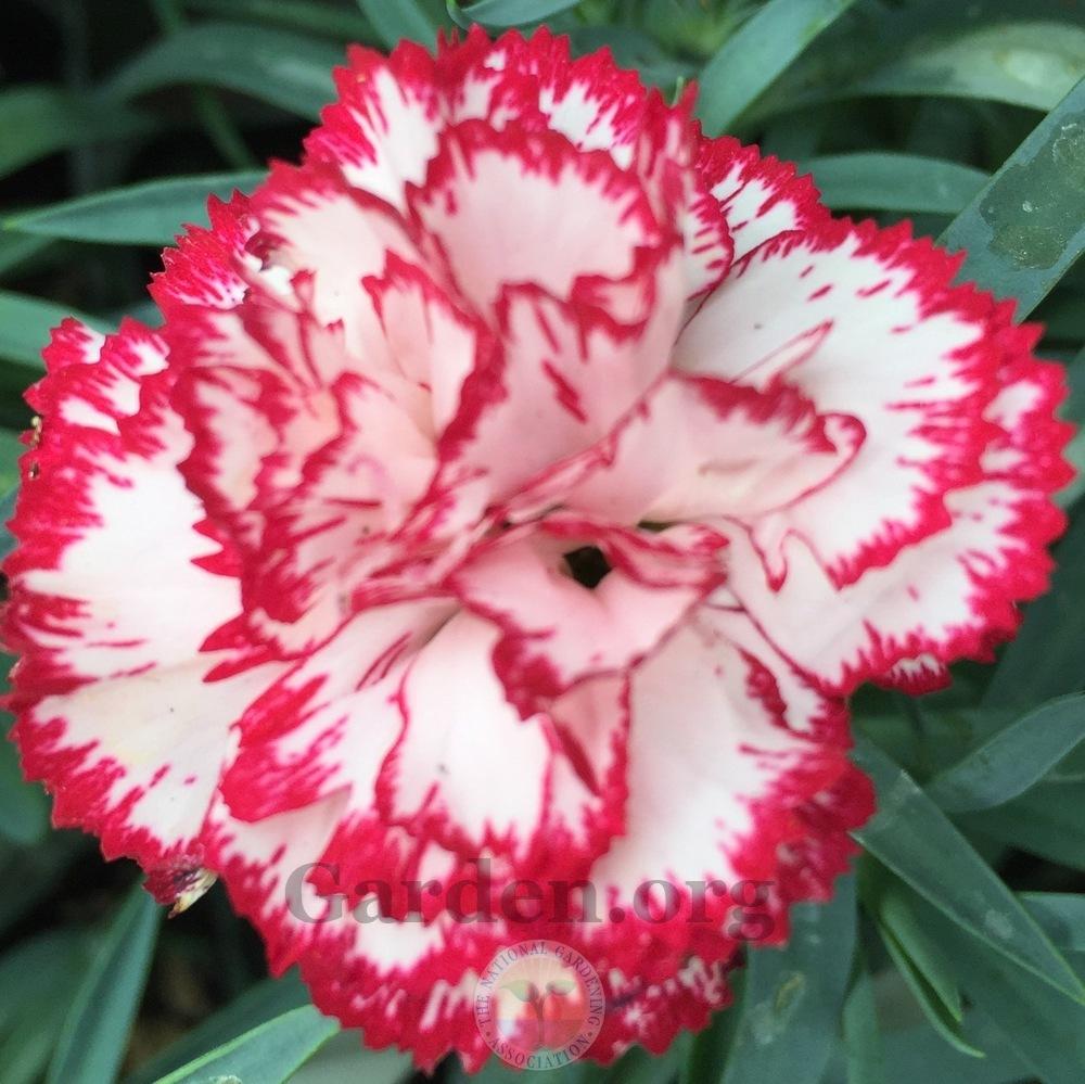 Photo of Dianthus 'Tiara' uploaded by Patty