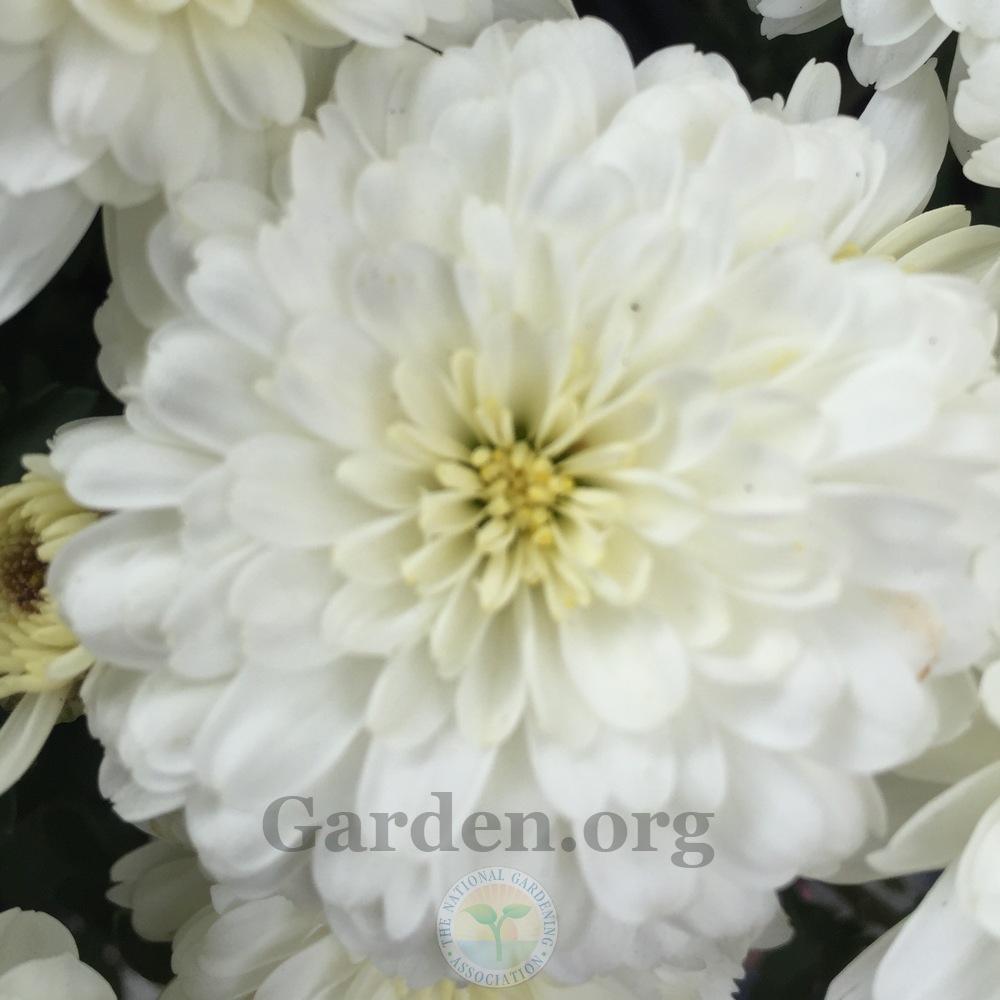 Photo of Chrysanthemum 'Aspen White' uploaded by Patty