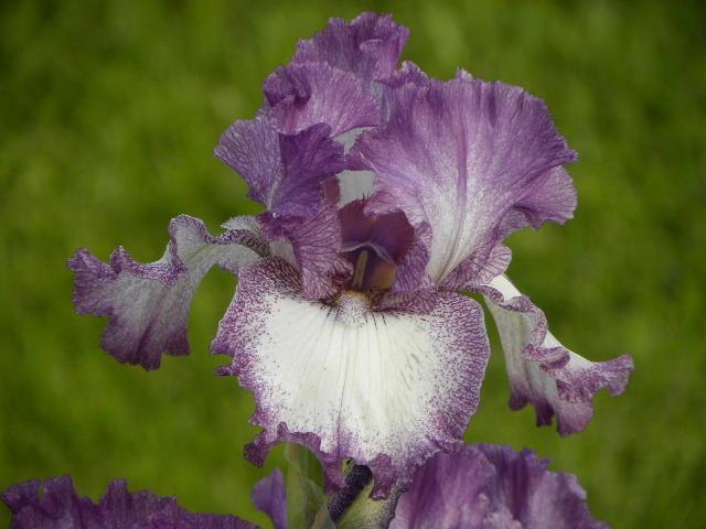 Photo of Tall Bearded Iris (Iris 'Mariposa Autumn') uploaded by SassyCat