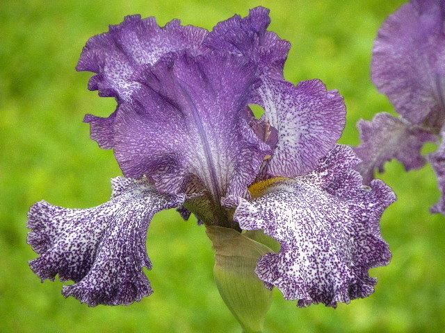 Photo of Tall Bearded Iris (Iris 'Autumn Explosion') uploaded by SassyCat