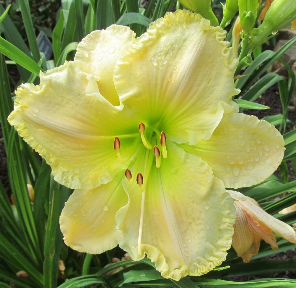 Photo of Daylily (Hemerocallis 'Finder's Delight') uploaded by Sscape