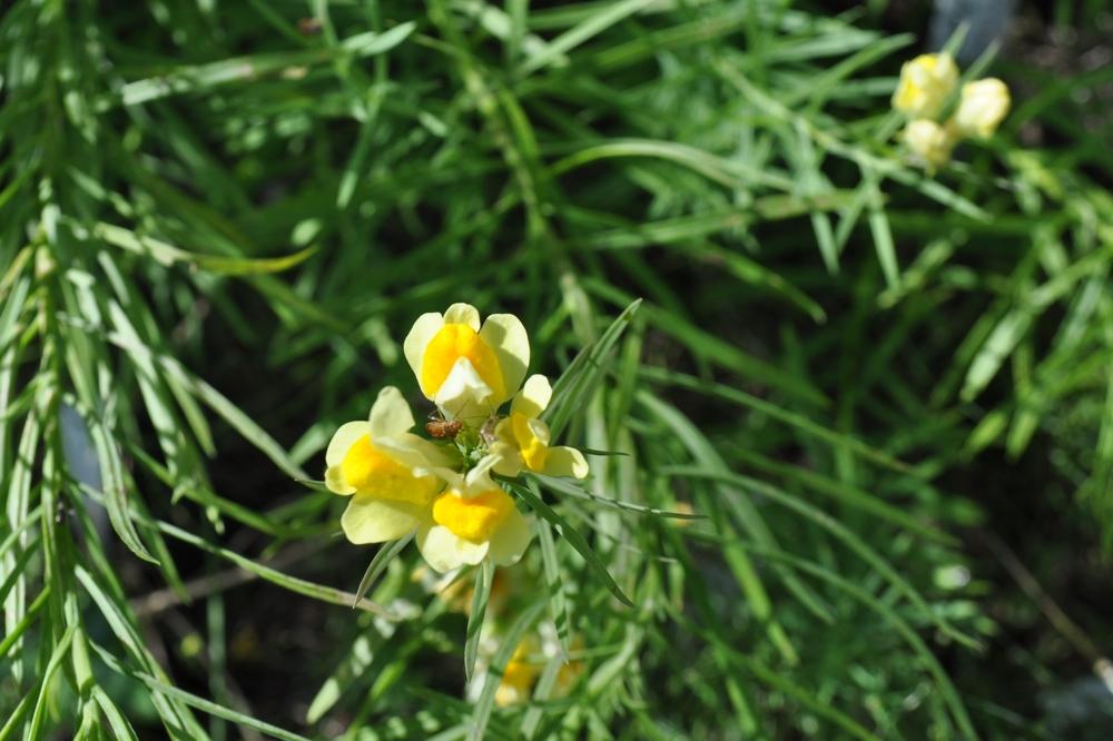 Photo of Butter And Eggs (Linaria vulgaris) uploaded by darwellwoods
