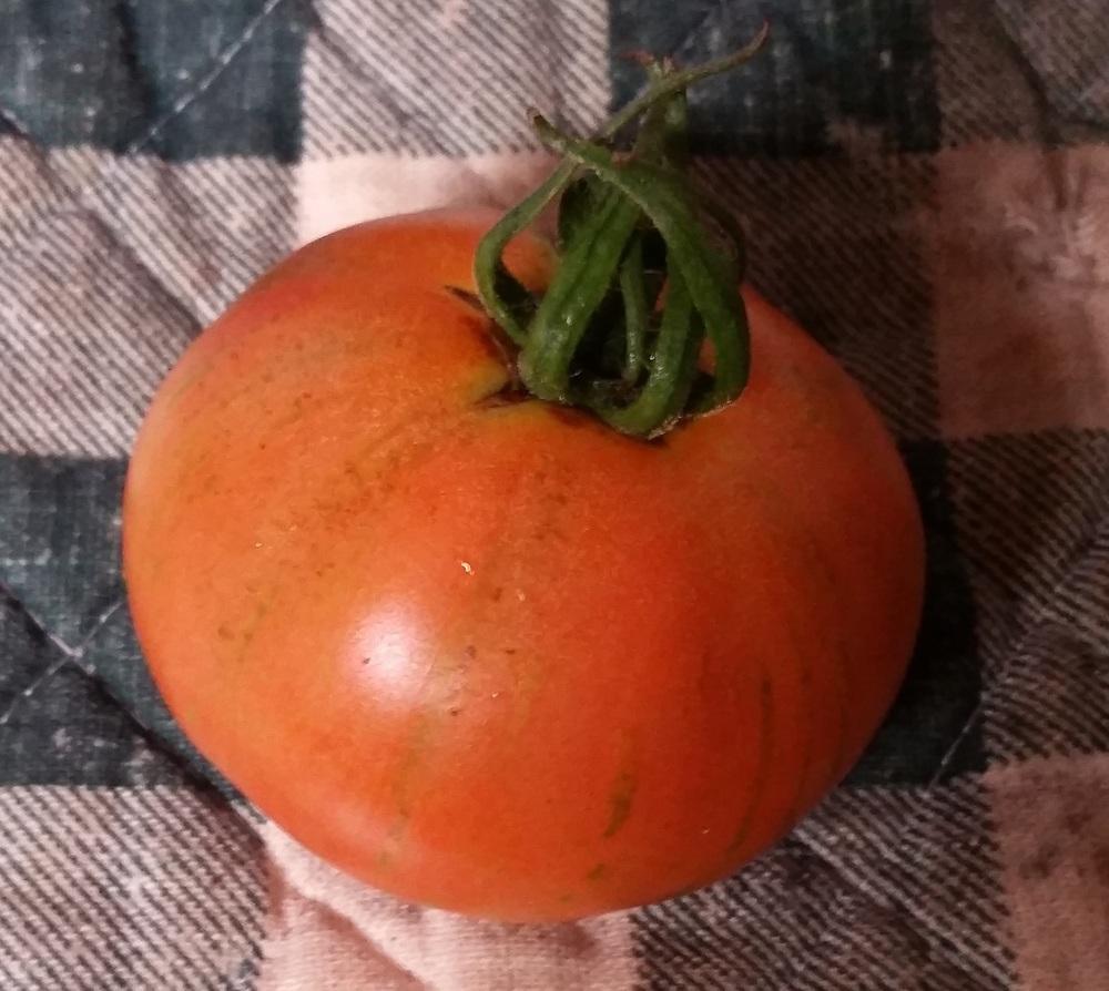 Photo of Tomato (Solanum lycopersicum 'Skyreacher') uploaded by robynanne
