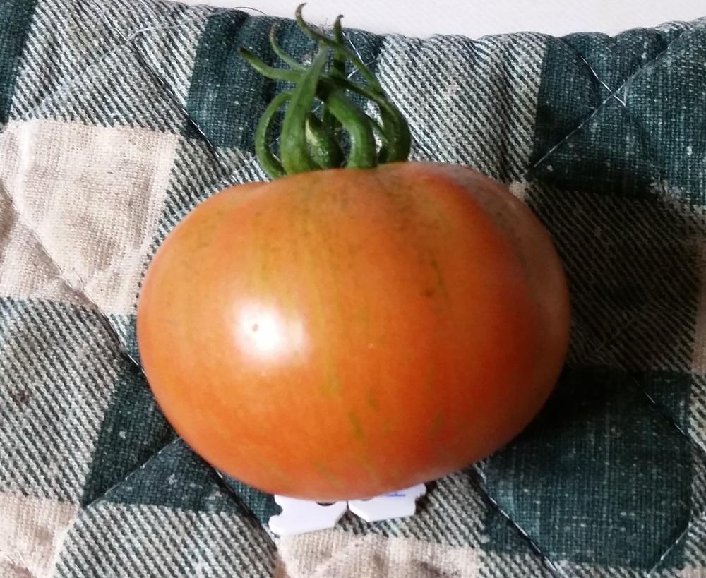 Photo of Tomato (Solanum lycopersicum 'Skyreacher') uploaded by robynanne