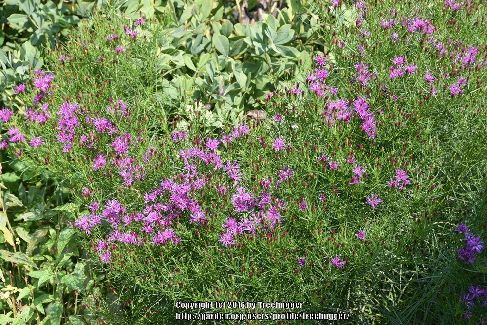 Photo of Narrowleaf Ironweed (Vernonia lettermannii 'Iron Butterfly') uploaded by treehugger